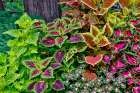 USA, Washington State, Sammamish. Coleus in planters in garden Art Print